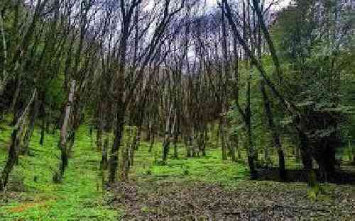 سجاد سهرابی هساره